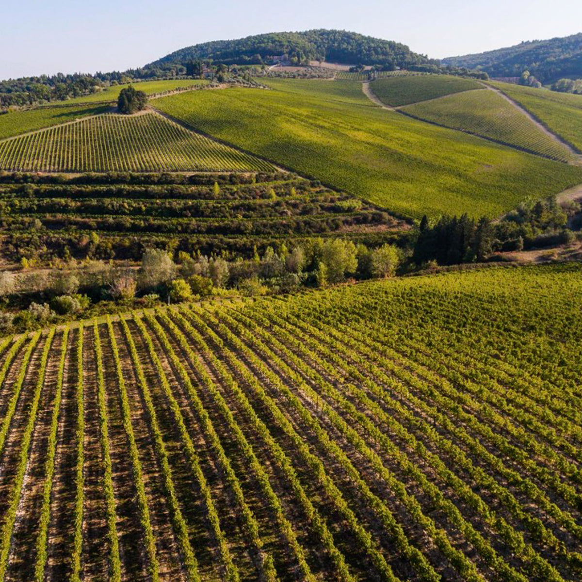 Tignanello (Antinori)