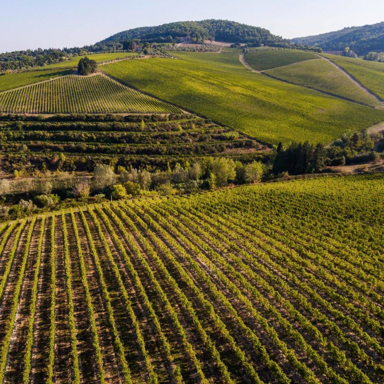 Tignanello (Antinori)